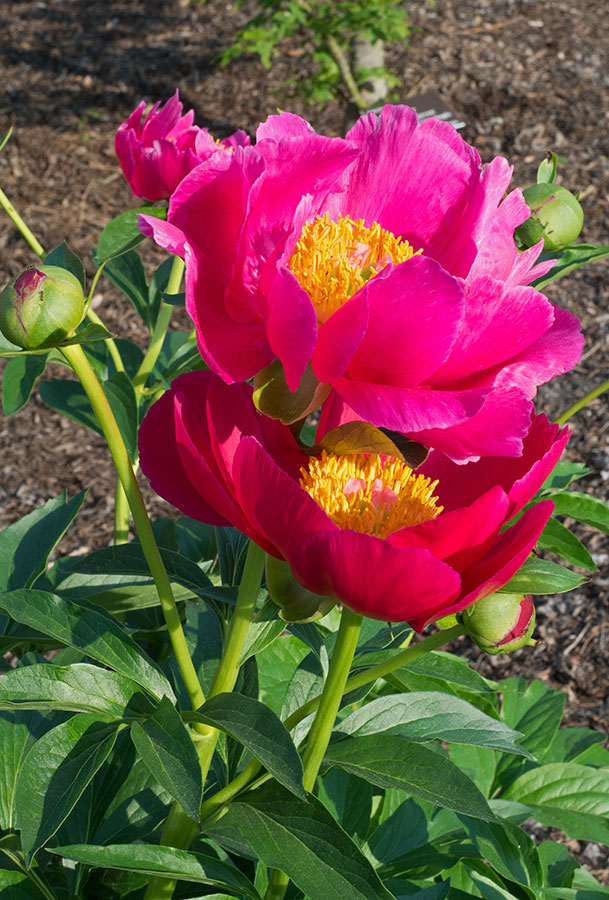 Scarlett O’Hara Peony