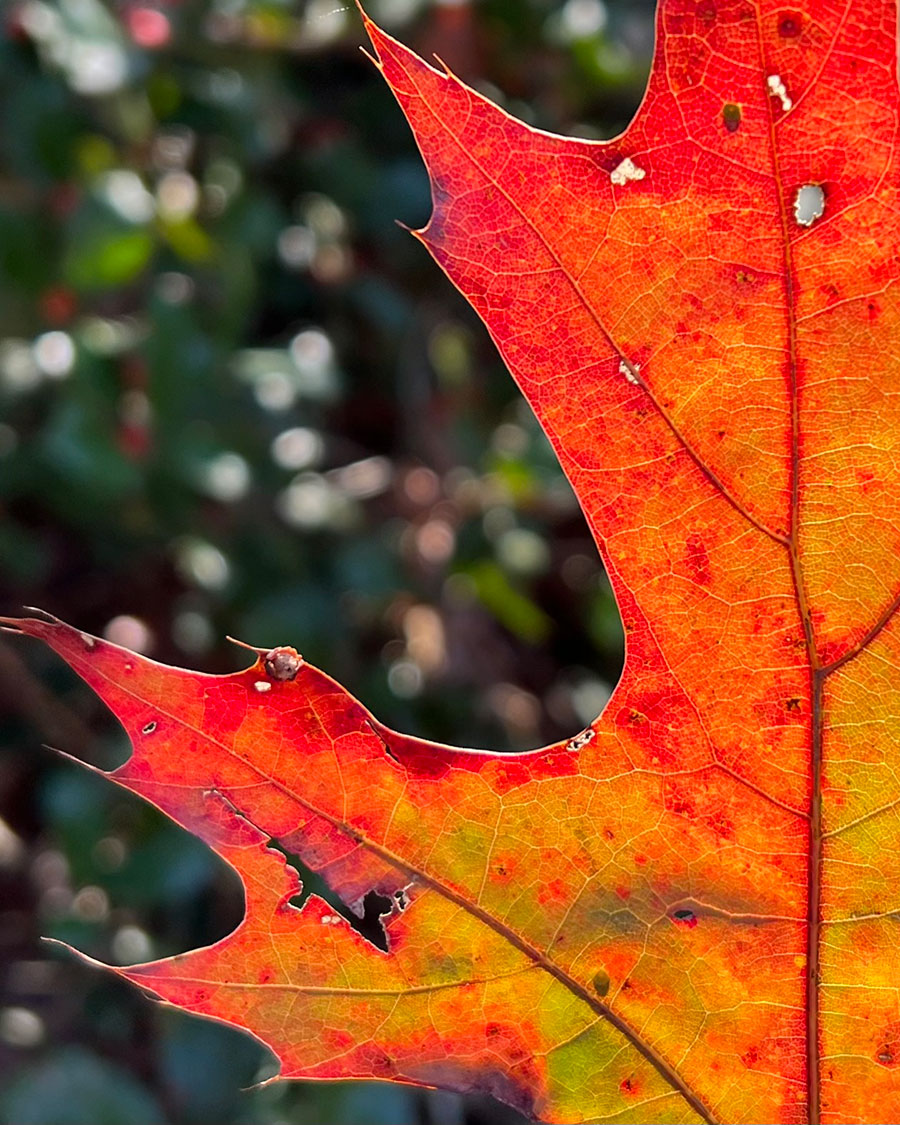 Amazing Maple – Kim Ramsey