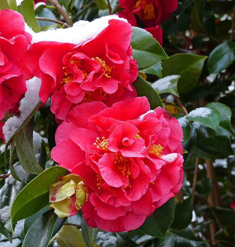 Camellias