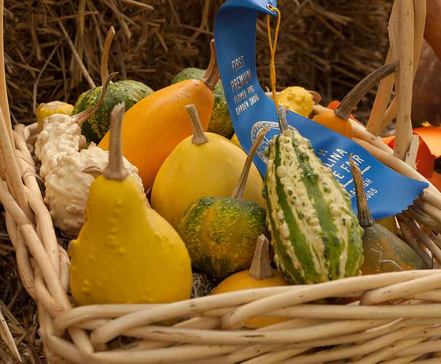 CC State Fair squash