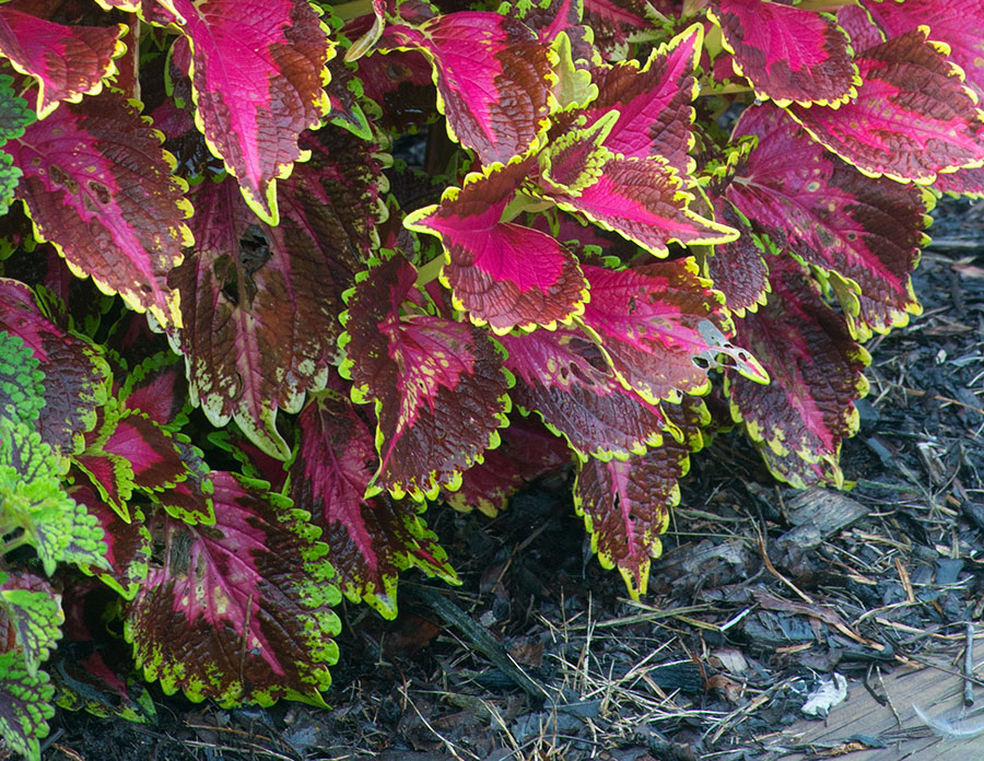 Sun Coleus Closeup