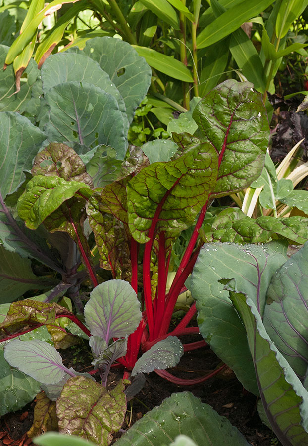 CC Swiss Chard