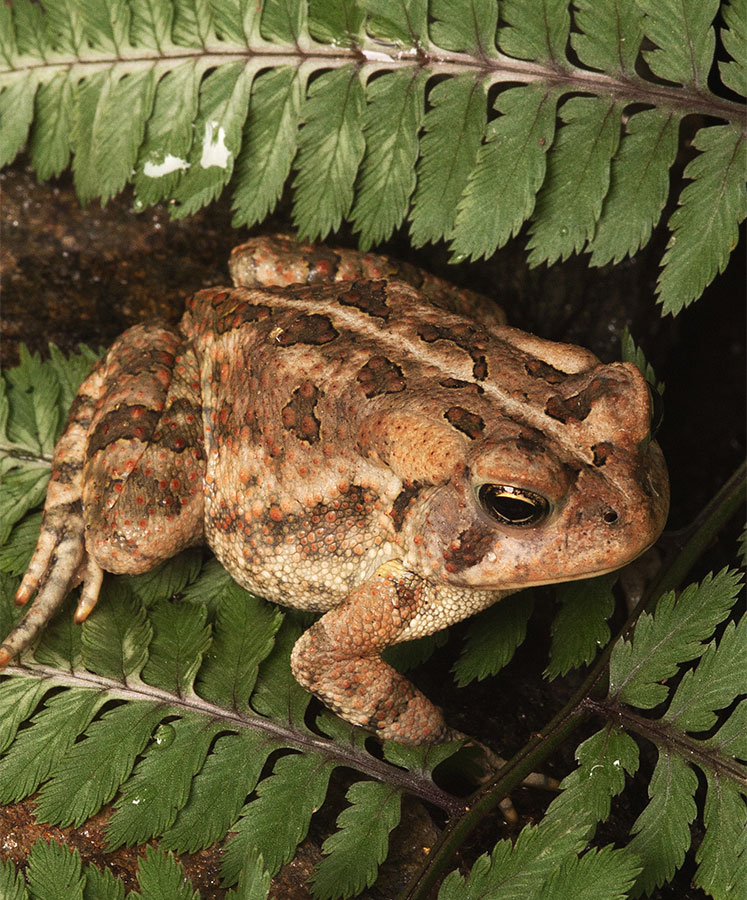 CC Toad