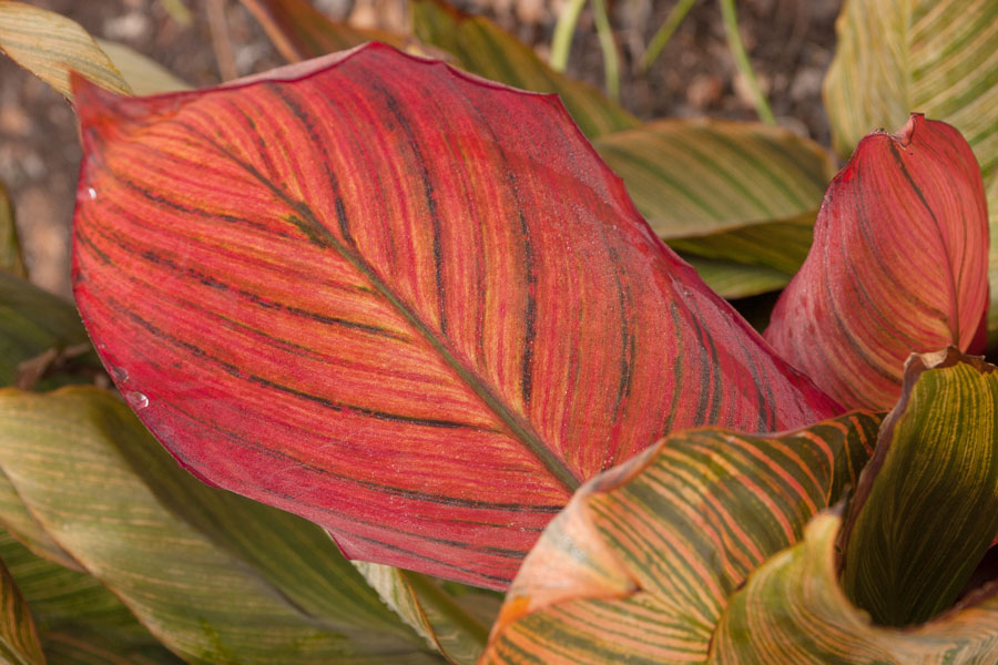 Sun Coleus Closeup