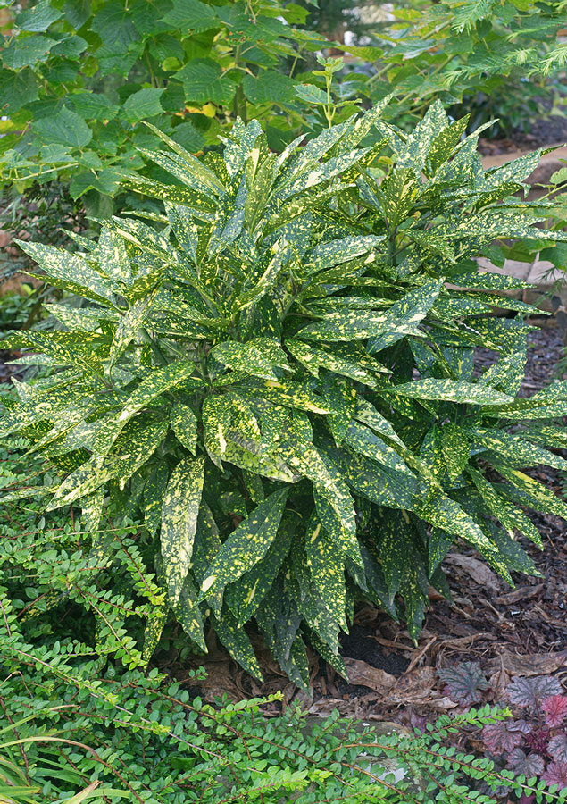 CC Variegated Aucuba