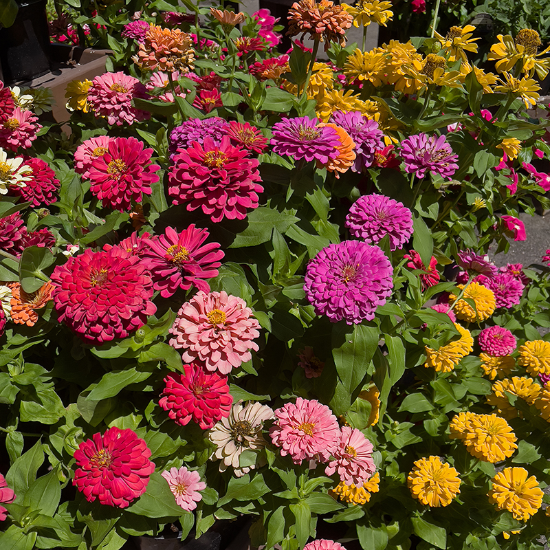 Zinnias