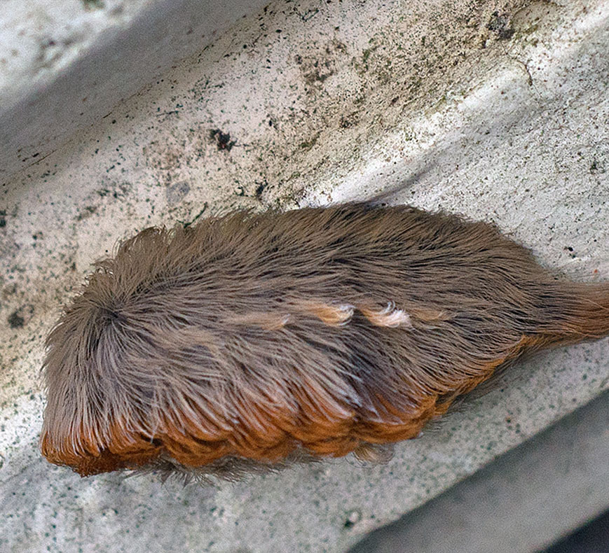Puss Caterpillar