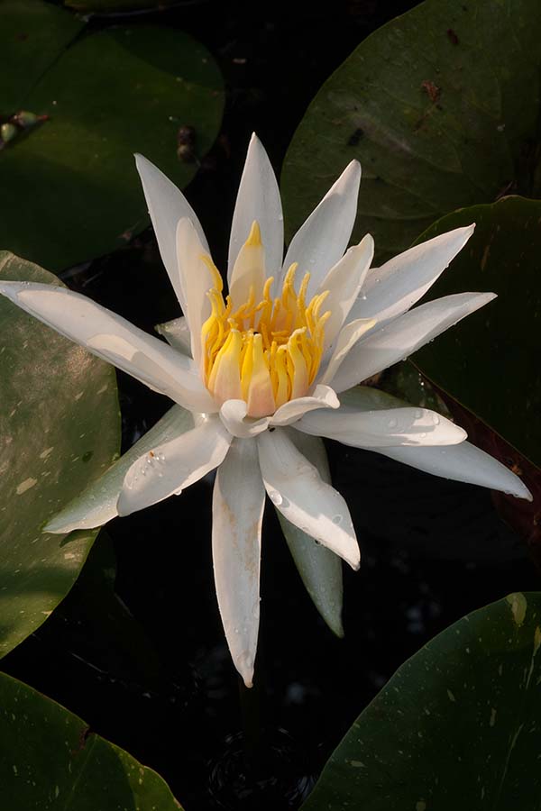 CCWaterLily