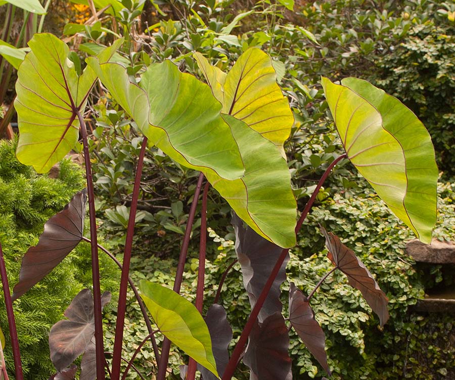 CC Colocasia