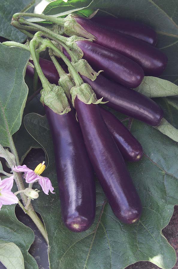 CC Eggplant Hansel