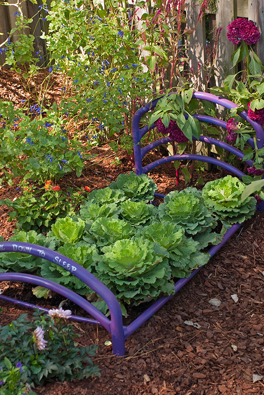Cabbage Bed