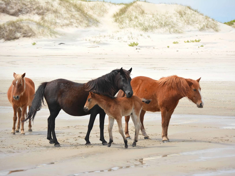 NC Wild Horses- Camryn Hildebrand