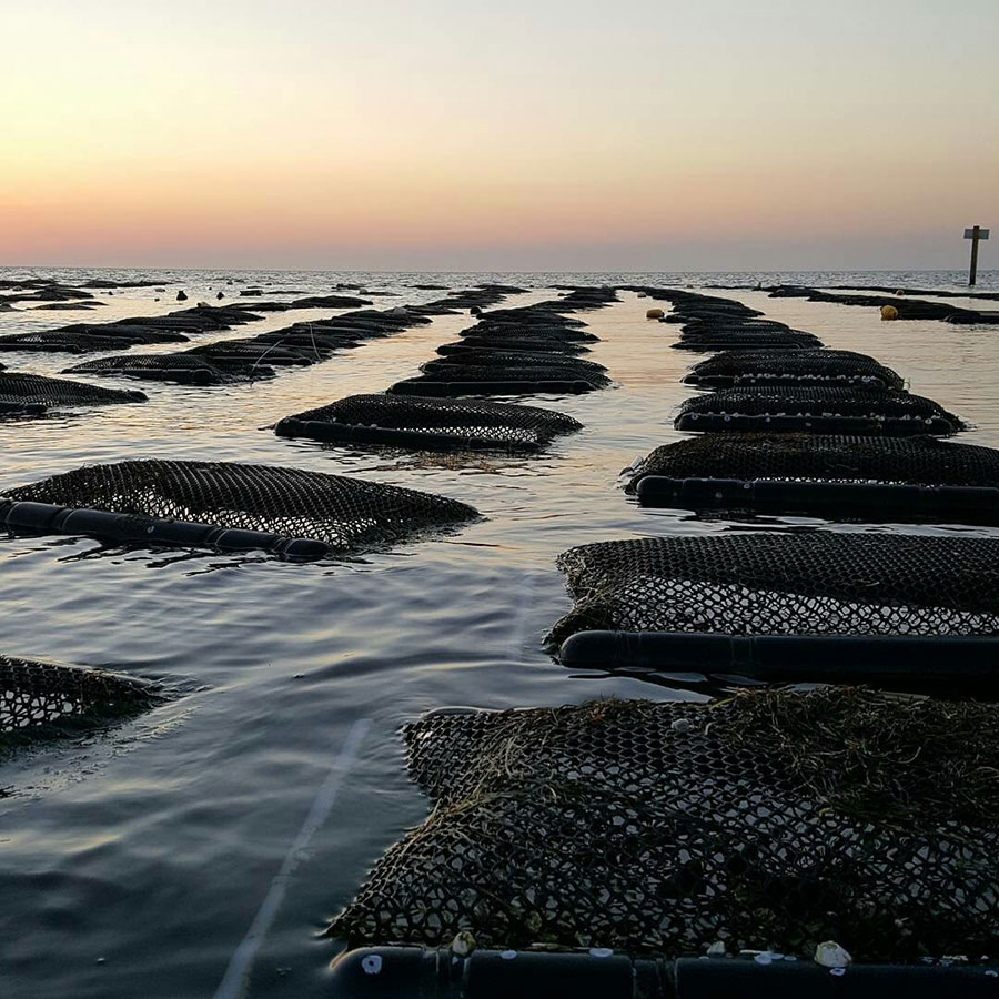 Cape Hatteras Oyster Company