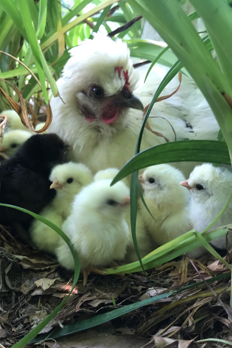 Mother hen - Casey Hicks