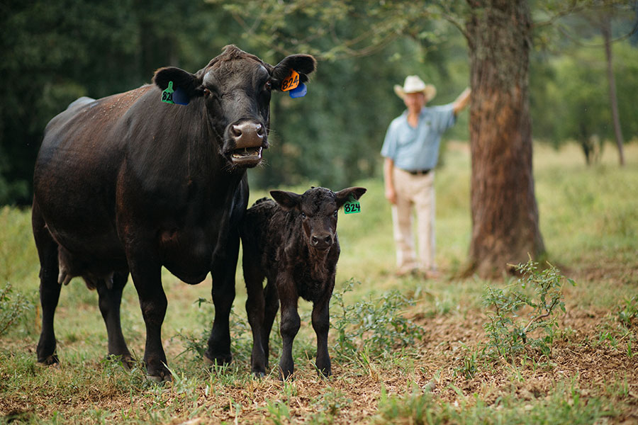 Charlie Kissling Black Angus