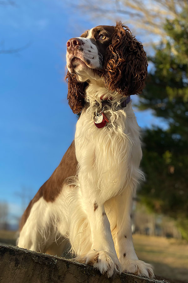 Harvey the Springer Spaniel  