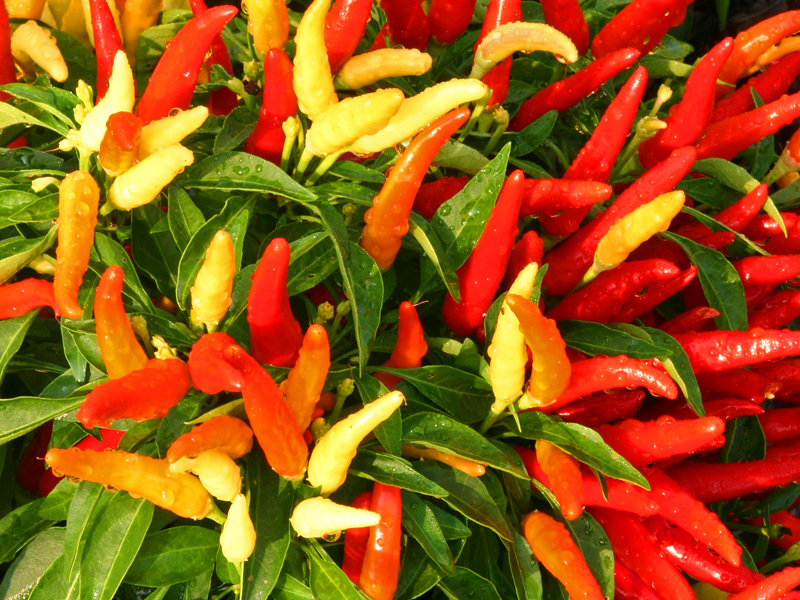Chilly Chili Pepper