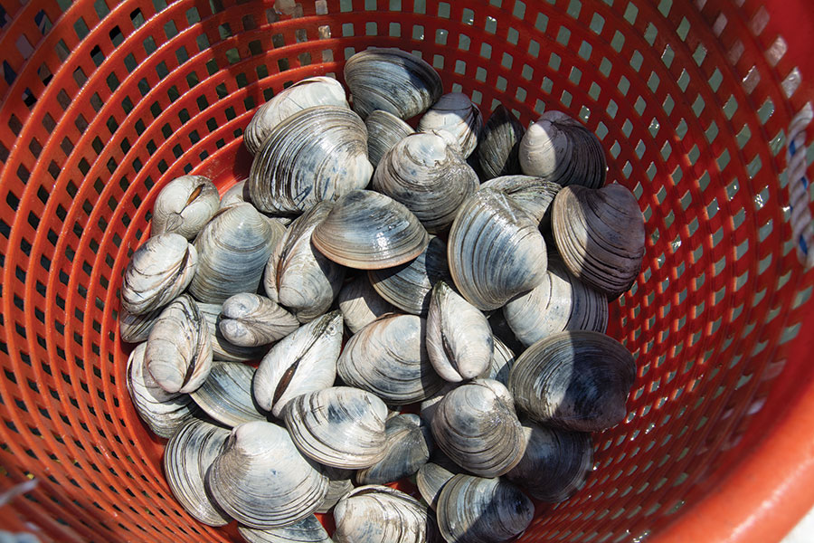 Clams In Bucket Harvest NC