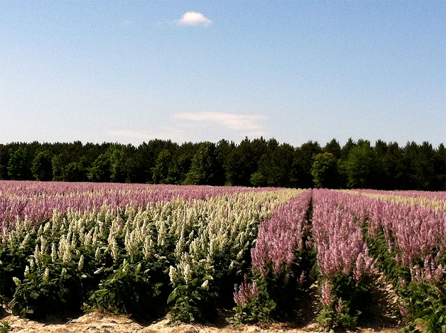Clary sage field multicolor