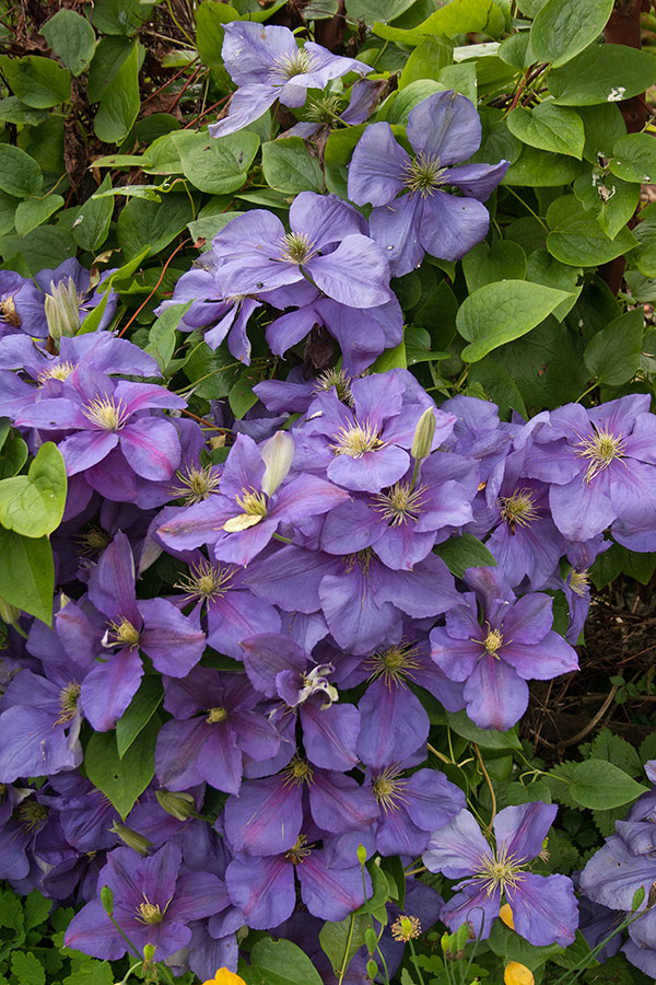 Clematis