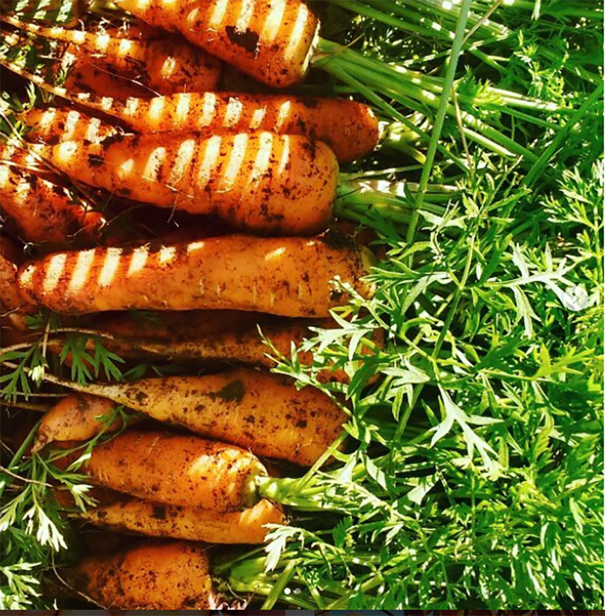 Community garden carrots