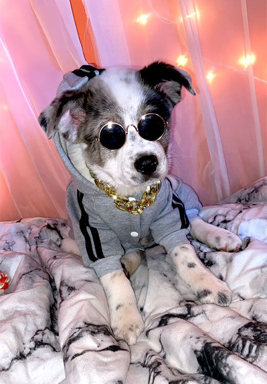 Pecos the Texas Heeler 