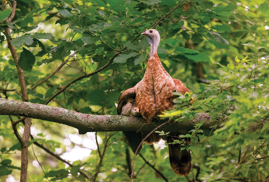 Roosting Turkeys at Radnor Lake