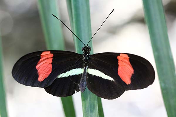 ConsButterflies
