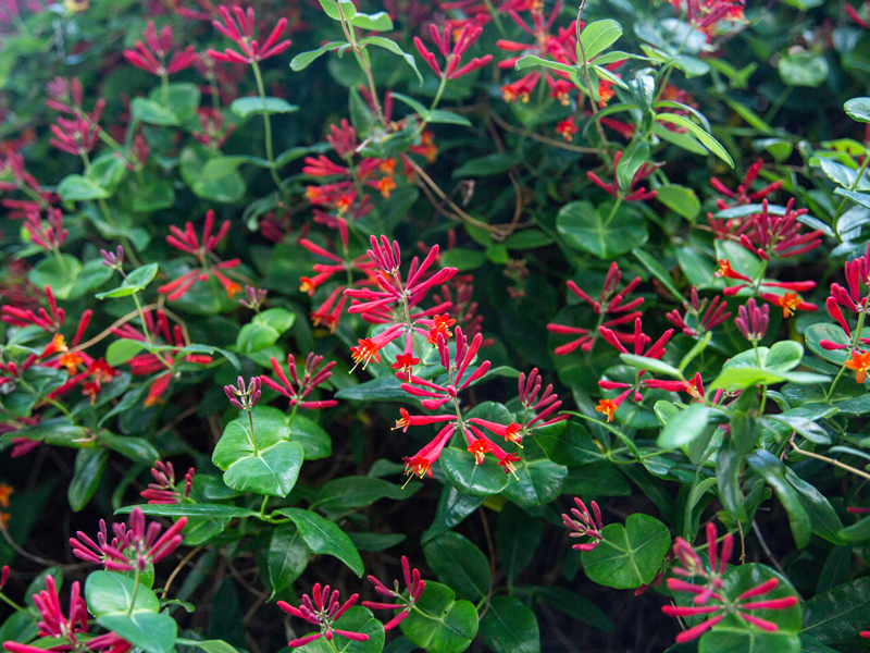 Coral Honeysuckle