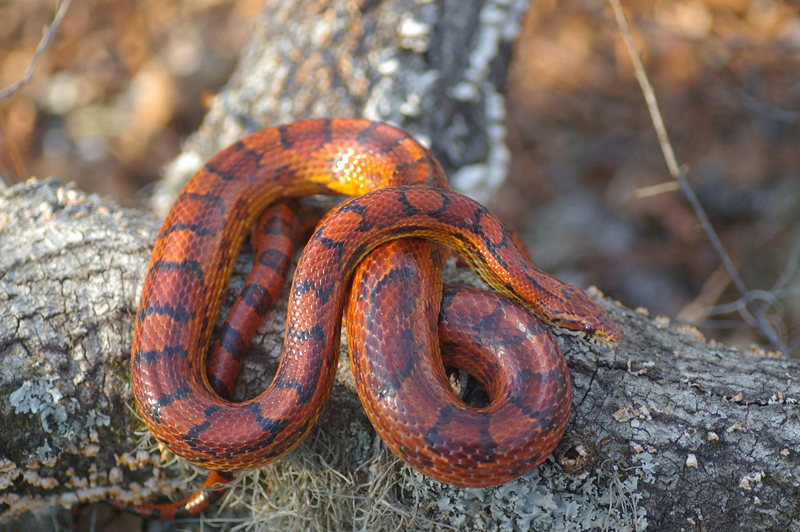 Corn Snake