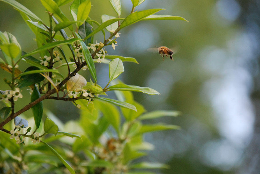 Bee