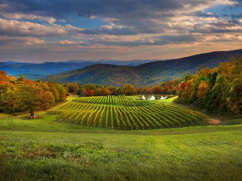 Burntshirt Vineyards