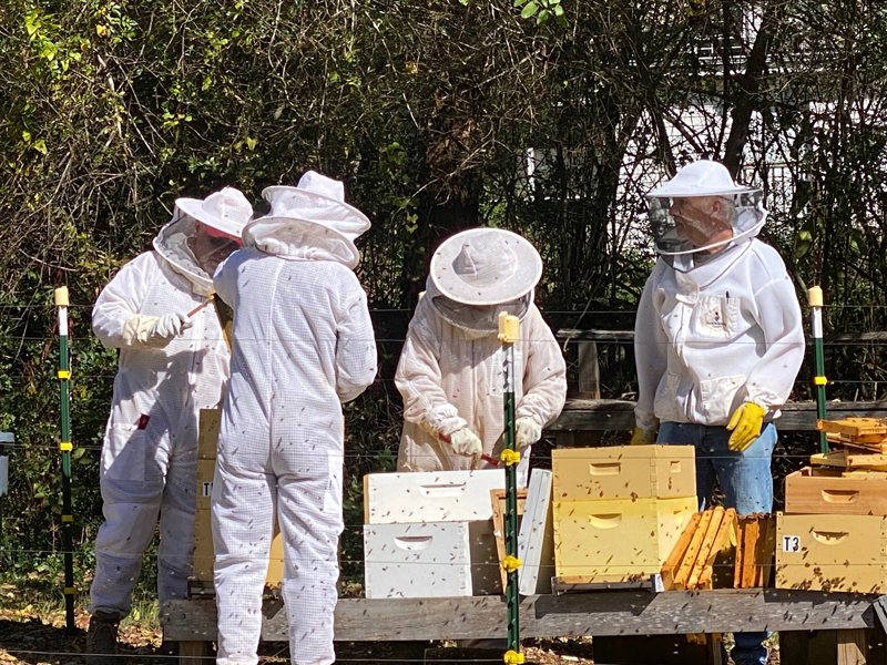 Bee keeping at Veterans Healing FArm