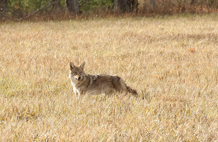 Coyote Missy McGaw