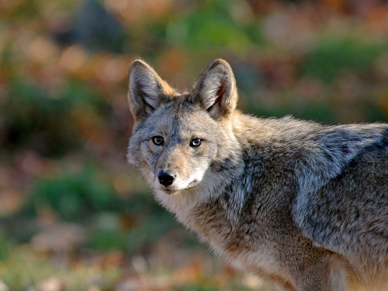 Cayote