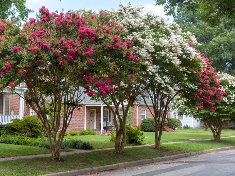 Crape Myrtle Trees