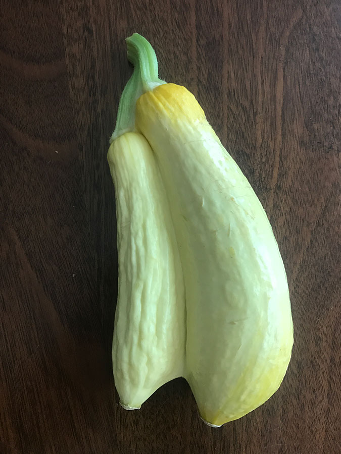 Twin Squash 