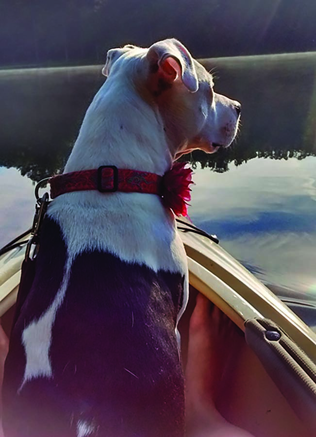 Dog kayak