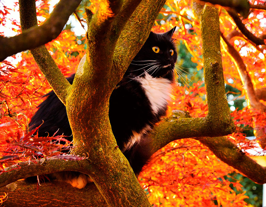 Trouble the Cat  
