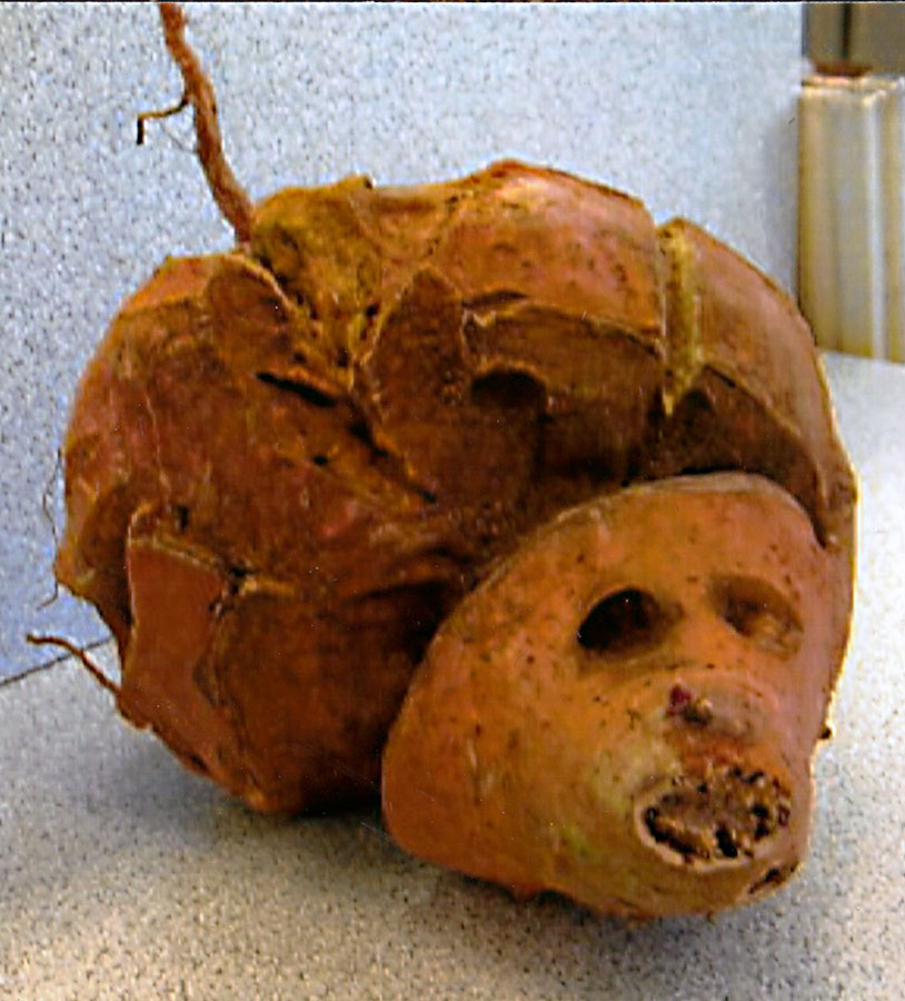 Sweet Potato Hedgehog 