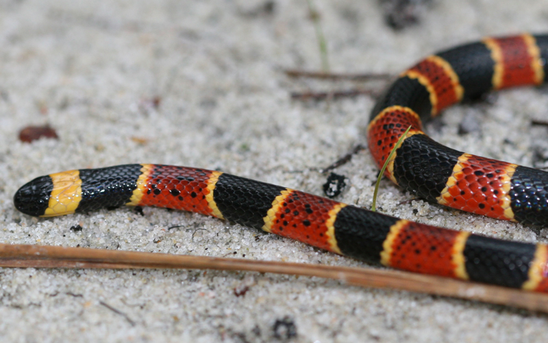 Eastern Coral Snake