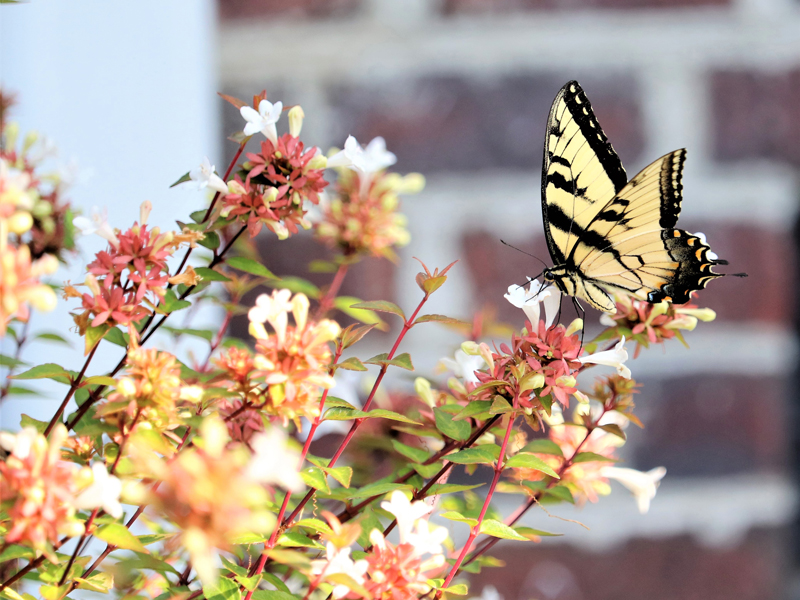 Eastern tiger Swallowtail