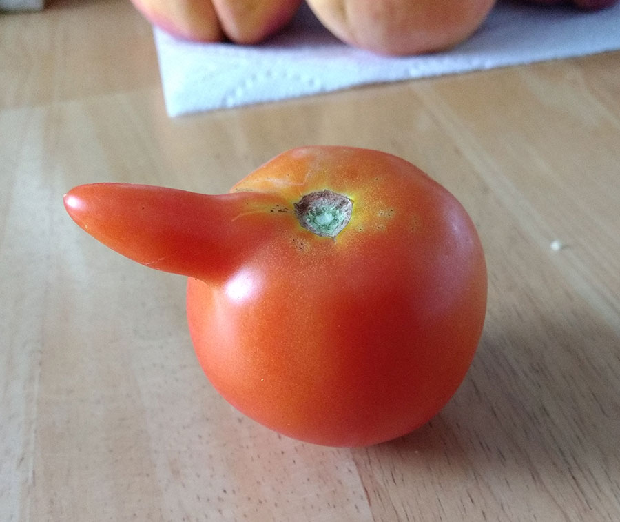 Strange Bird 