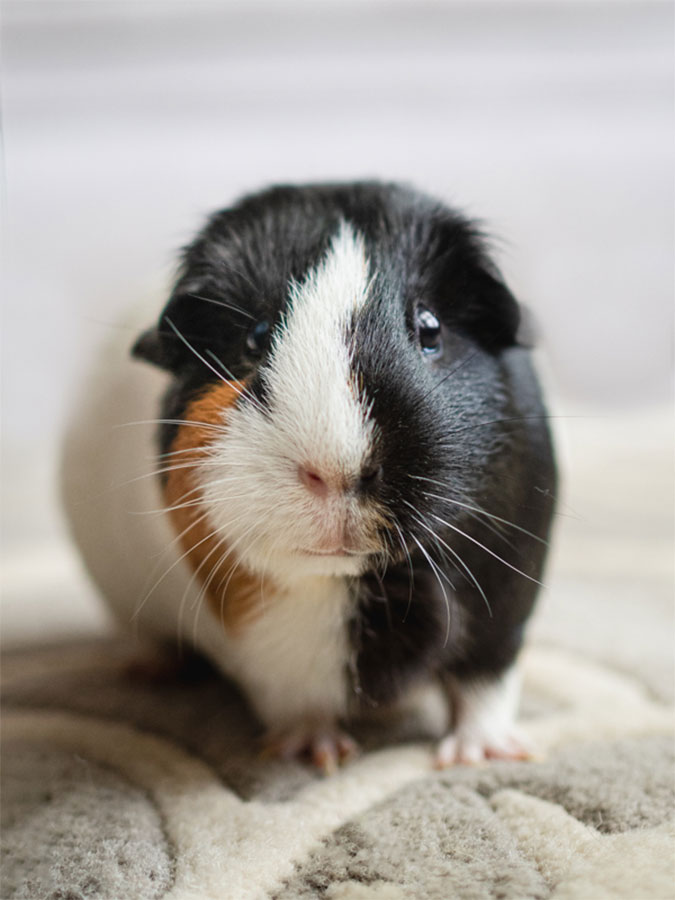 Peanutt the Guinea pig  