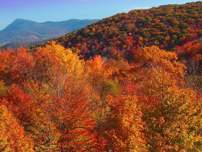 Merchants Elk Knob State Park