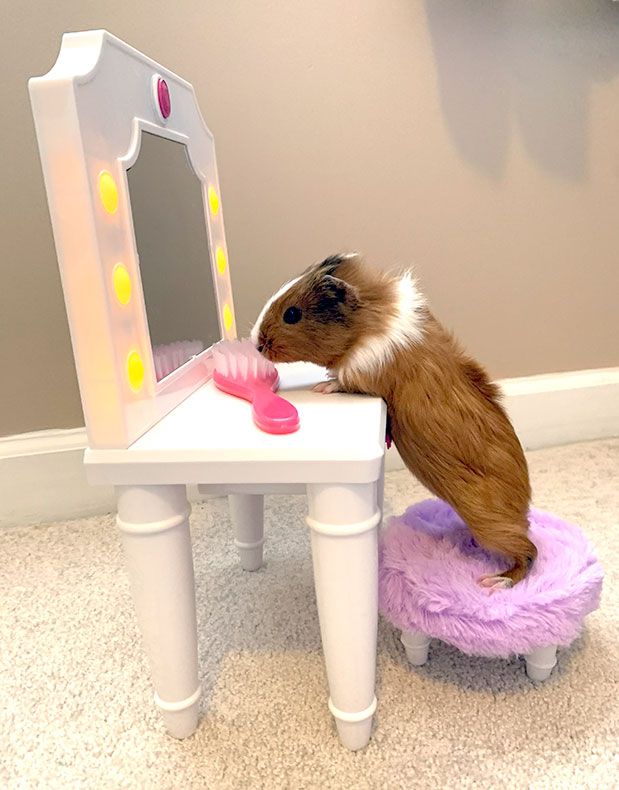 Rexi the Guinea Pig 