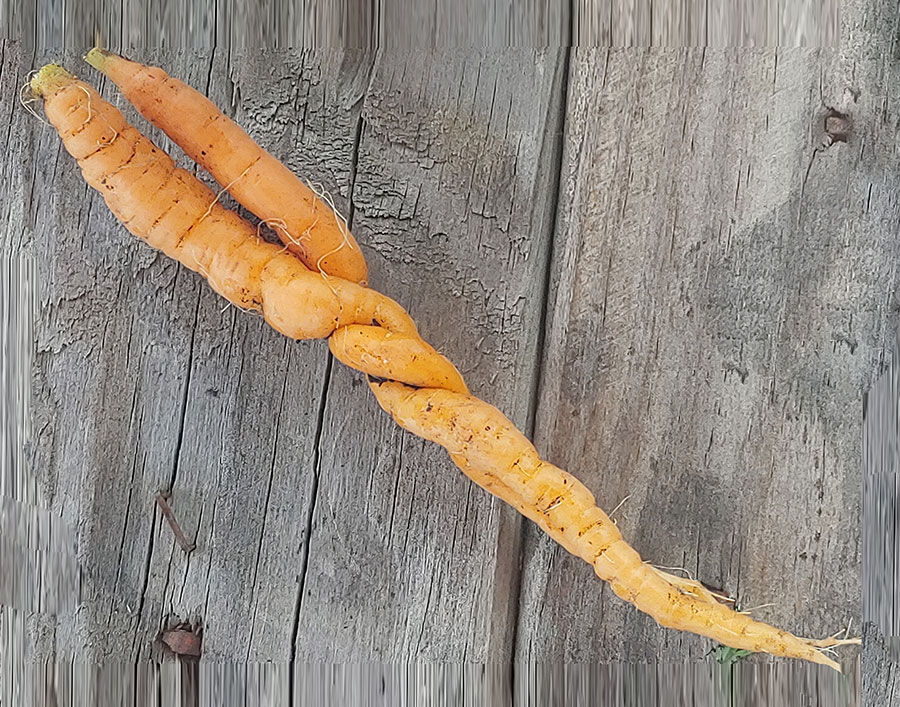 Cool Carrot 