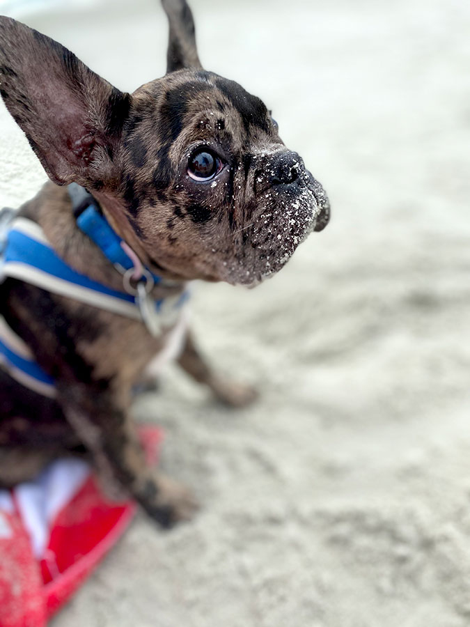 Griffin the Pup  