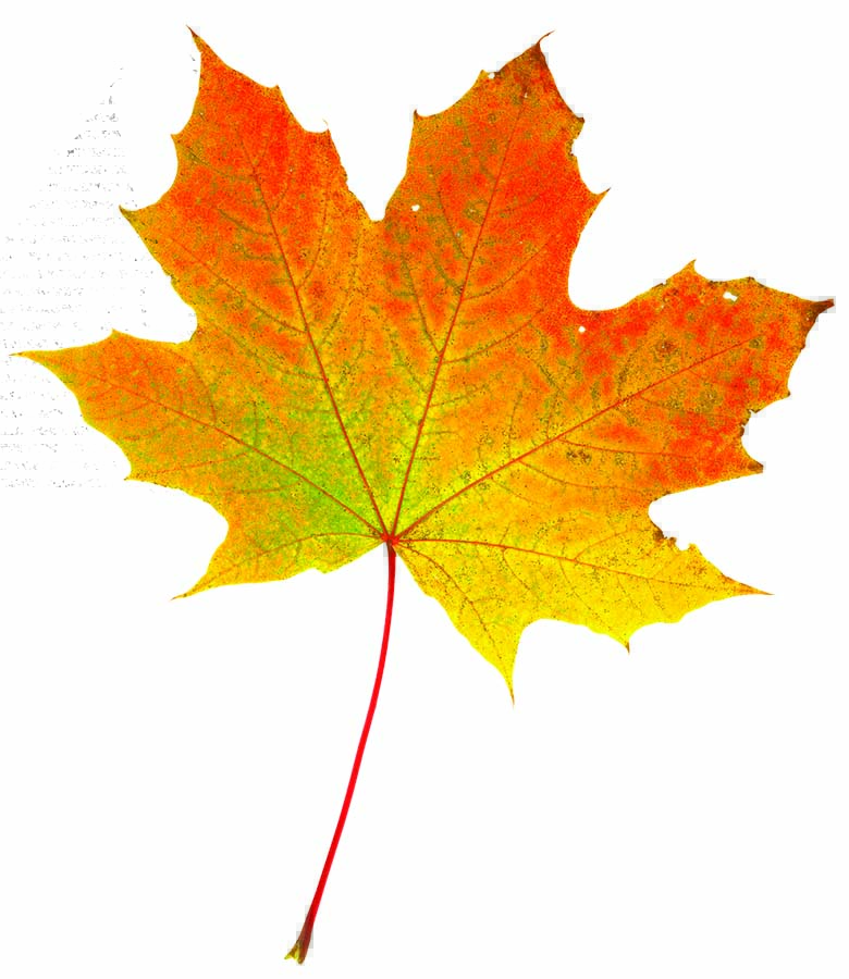 Fall Leaf