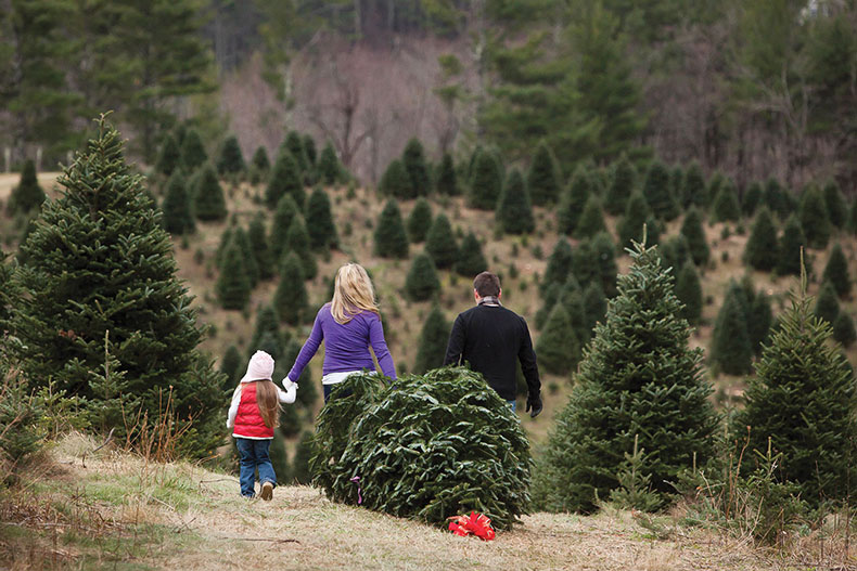 Choosing a fraser fir